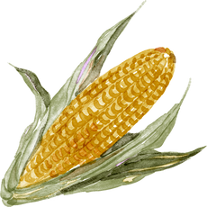 Thanksgiving Watercolor Corn Cob